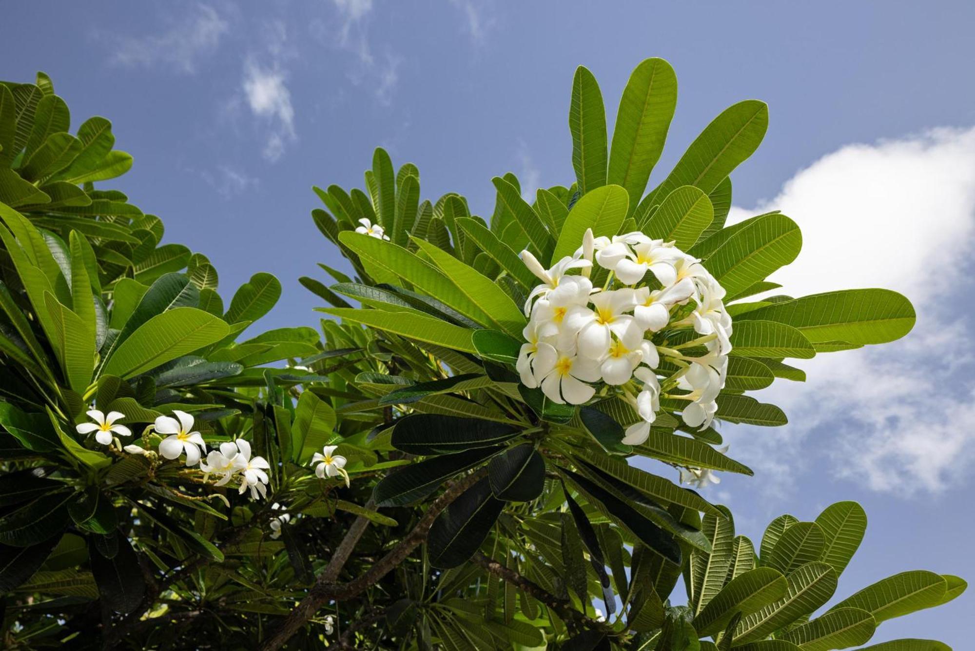 Sandals Grenada All Inclusive - Couples Only Bamboo Exterior foto